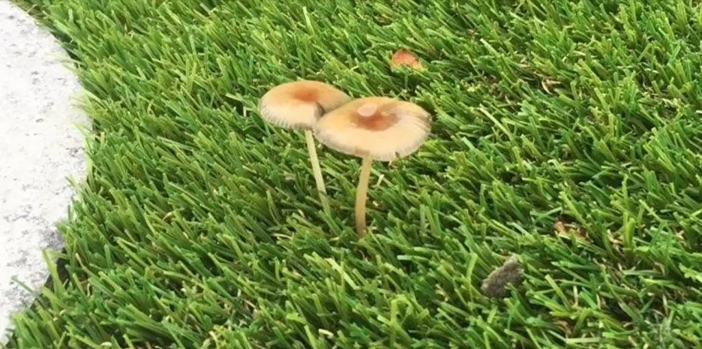Mushrooms grow out the grass.