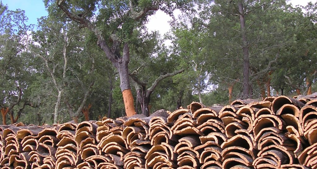 Cork oaks being harvested and cured for use in synthetic pitches
